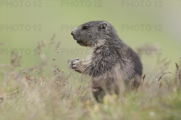 Alpine Marmot (Marmota marmota)