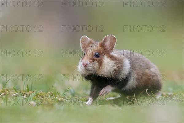 European Hamster (Cricetus cricetus)