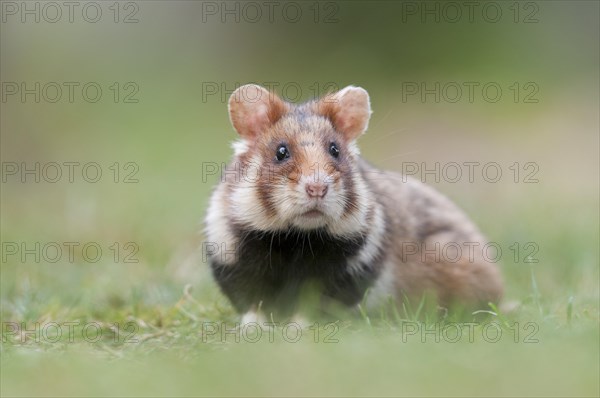 European Hamster (Cricetus cricetus)