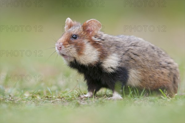 European Hamster (Cricetus cricetus)