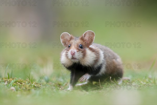 Black-bellied Hamster or Common Hamster (Cricetus cricetus)