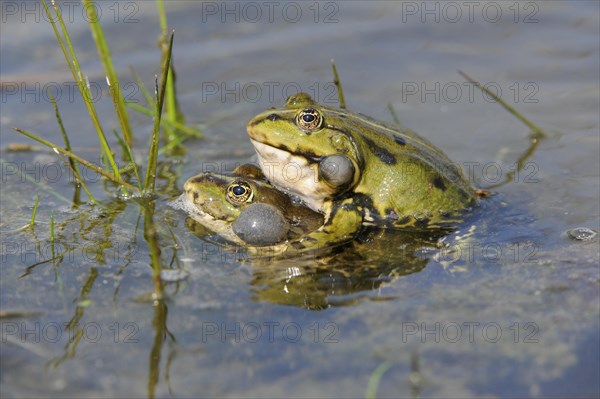 Pond Frogs or Edible Frogs (Rana esculenta)