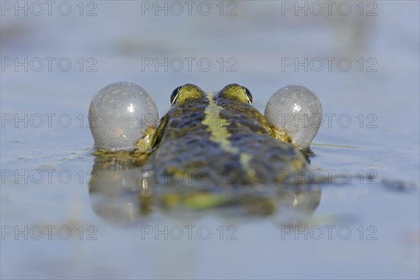 Pond Frog or Edible Frog (Rana esculenta)