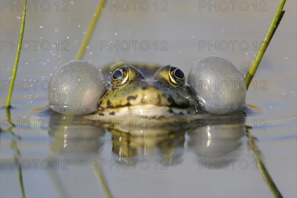 Pond Frog or Edible Frog (Rana esculenta)