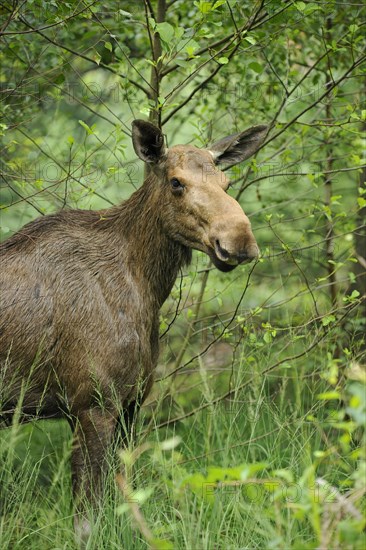 Eurasian elk or moose (Alces alces)