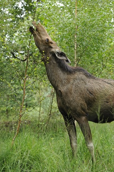 Eurasian elk or moose (Alces alces)