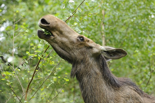 Eurasian elk or moose (Alces alces)