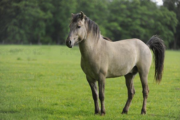 Tarpan (Equus ferus gmelini