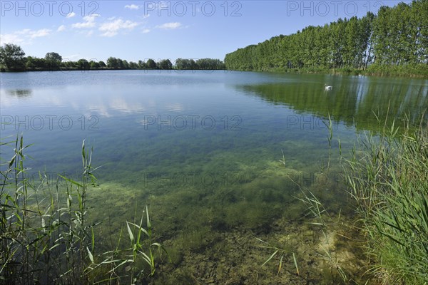 Pond landscape