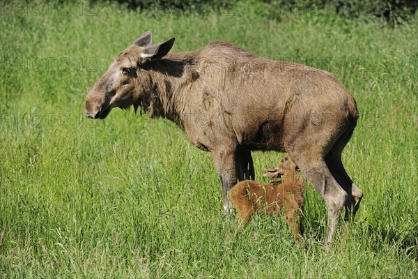 Eurasian Elk (Alces alces)