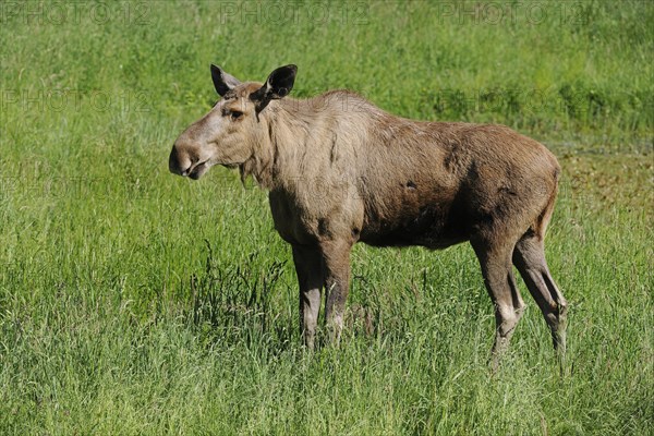 Eurasian Elk (Alces alces)