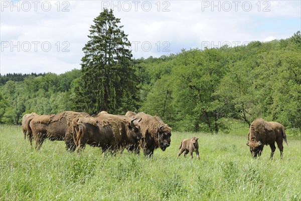 Herd of Wisent or European Bison (Bison bonasus)