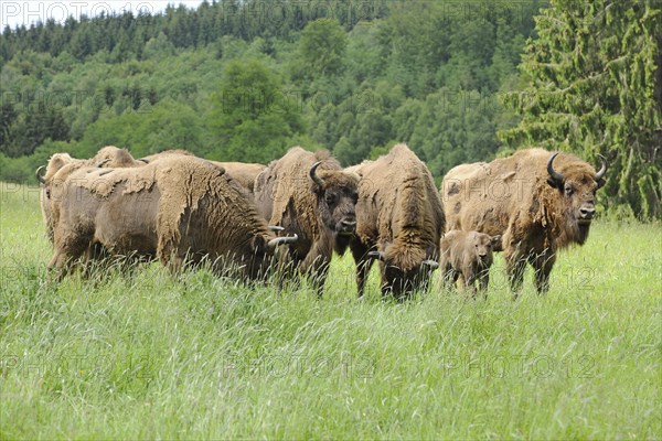 Herd of Wisent or European Bison (Bison bonasus)