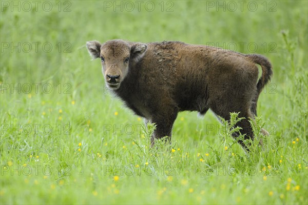 Wisent or European Bison (Bison bonasus)