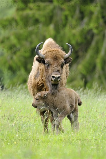 Wisent or European Bison (Bison bonasus)