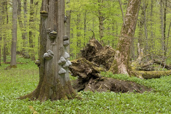 Tinder Fungus (Fomes fomentarius)