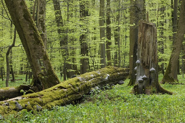 Deadwood with Tinder Fungus (Fomes fomentarius)