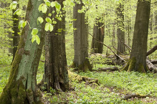 Beech forest (Fagus sylvatica) in spring