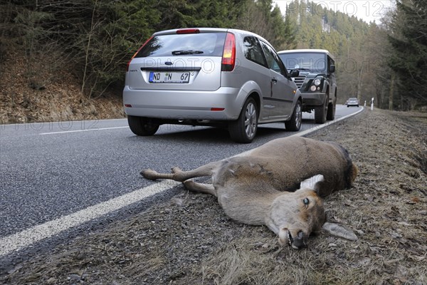 Red Deer (Cervus elaphus)