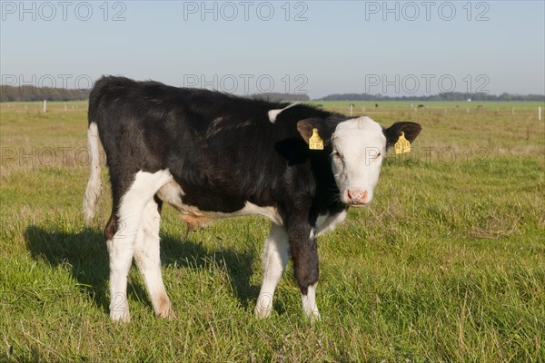 Domestic Cattle (Bos primigenius taurus)