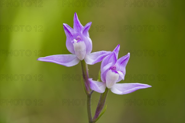 Purple or Red Helleborine (Cephalanthera rubra)