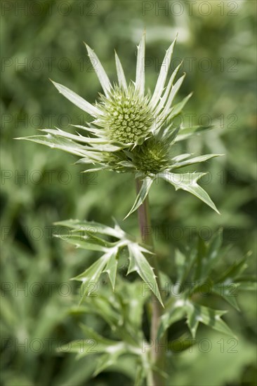 Mediterranean Sea Holly or Bourgati's Eryngo (Eryngium bourgatii)