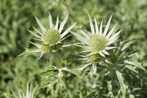 Mediterranean Sea Holly or Bourgati's Eryngo (Eryngium bourgatii)