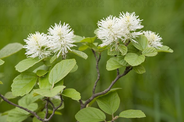 Mountain Witch Alder (Fothergilla major)