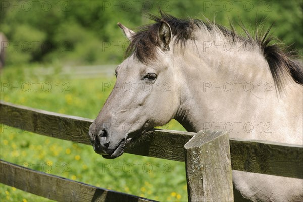 Tarpan or Eurasian Wild Horse (Equus ferus gmelini