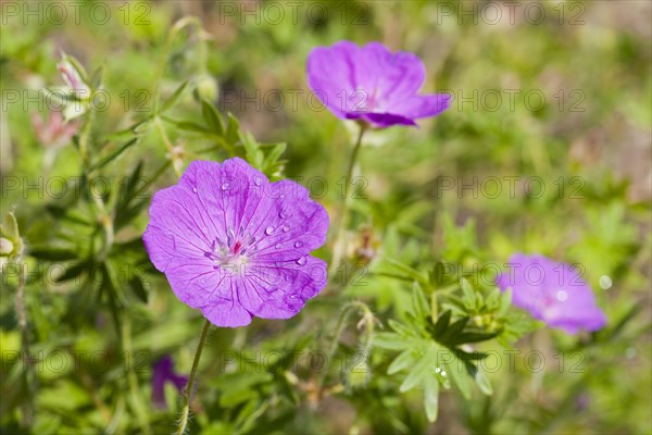 Bloody Cranesbill or Bloody Geranium (Geranium sanguineum)