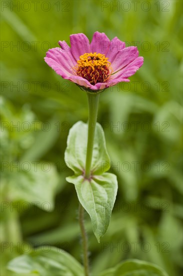 Zinnia 'Royal Purple' (Zinnia elegans Zinnia violacea)