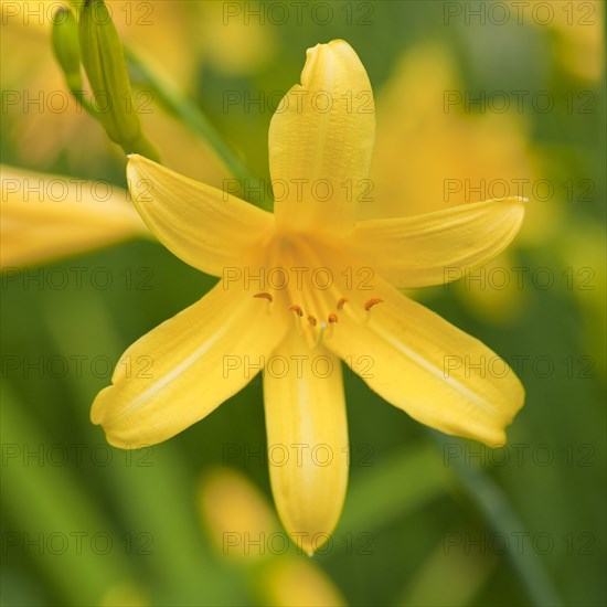 Daylily (Hemerocallis)