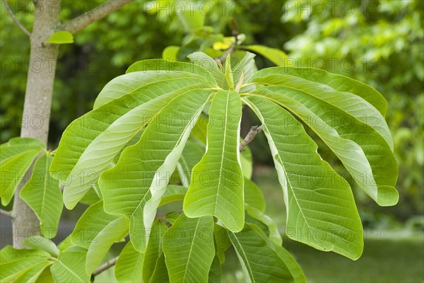 Chinese Magnolia (Magnolia officinalis var. biloba)