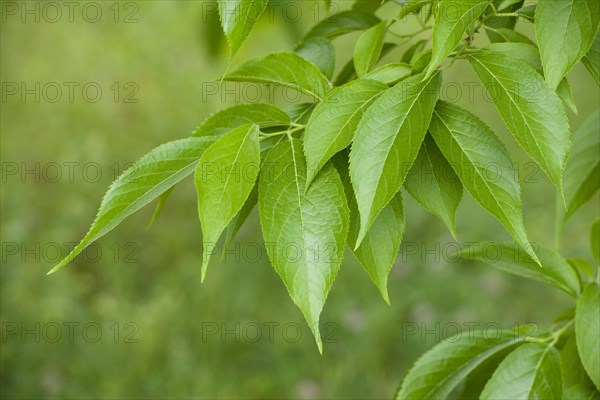 Hardy Rubber Tree (Eucommia ulmoides)