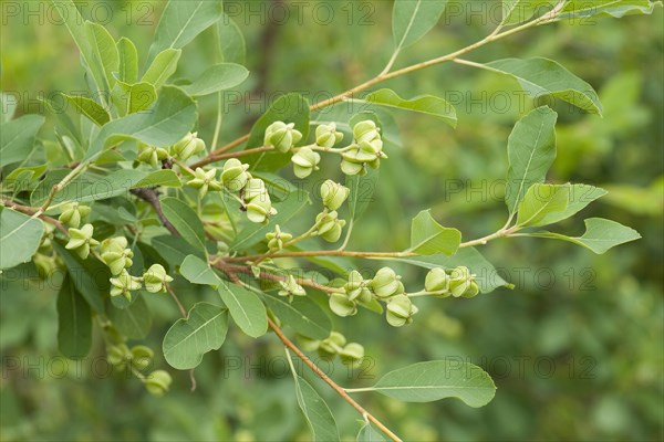 Pearlbush (Exochorda giraldii)