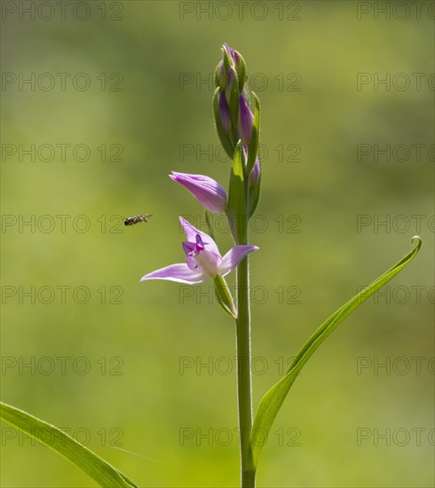 Red Helleborine (Cephalanthera rubra)