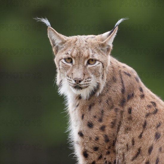 Eurasian Lynx (Lynx lynx)