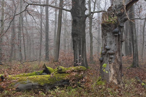 Dead beech (Fagus sylvatica) with tinder fungus (Fomes fomentarius)