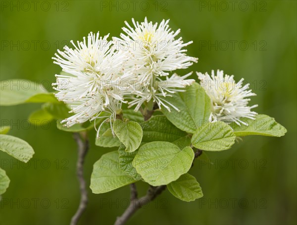 Mountain Witch Alder (Fothergilla major)