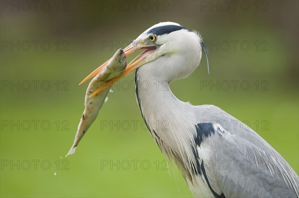 Grey Heron (Ardea cinerea) with a fish in its beak