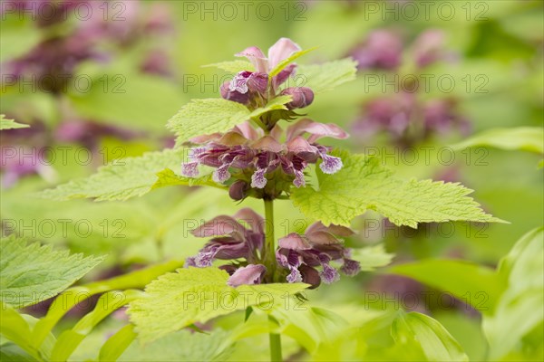 Giant Dead Nettle or Deadnettle (Lamium orvala)