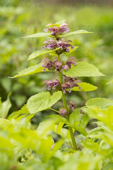 Giant Dead Nettle or Deadnettle (Lamium orvala)