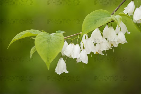 Mountain Silverbell (Halesia carolina var monticola)