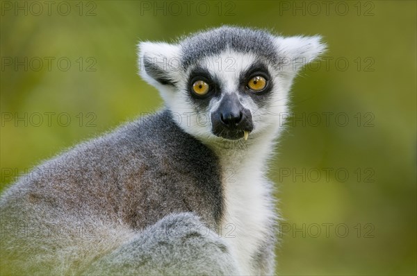 Ring-tailed Lemur (Lemur catta)