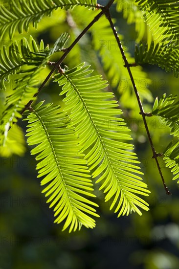 Dawn Redwood (Metasequoia glyptostroboides)