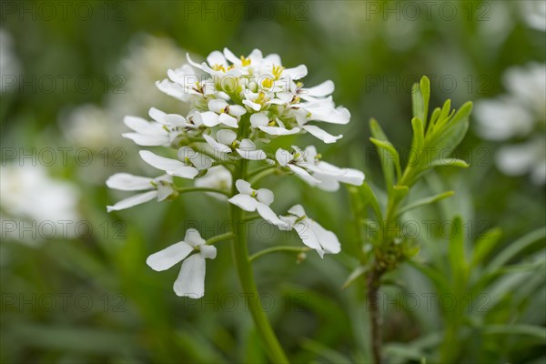 Evergreen Candytuft (Iberis sempervirens)