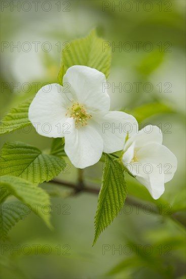 Rhodotypos or Jet-bead (Rhodotypos scandens)