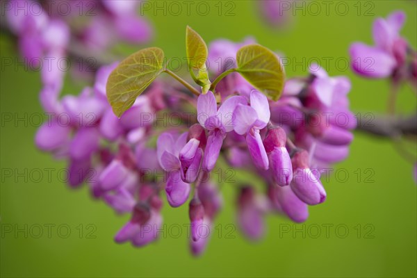 Judas Tree (Cercis siliquastrum)