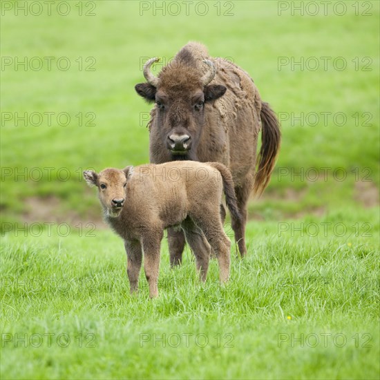 European Bison or Wisent (Bison bonasus)