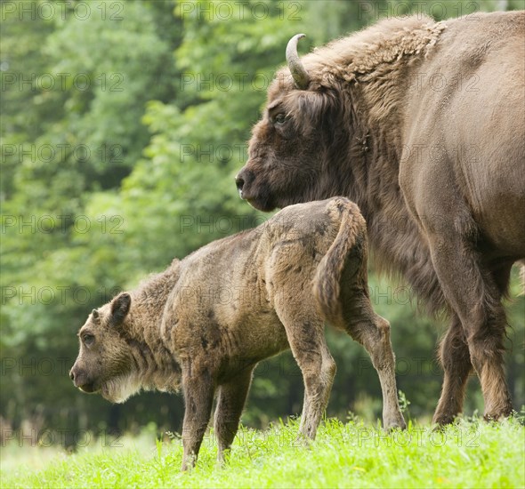 European Bison or Wisent (Bison bonasus)